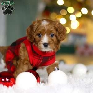 Leo, Cavapoo Puppy
