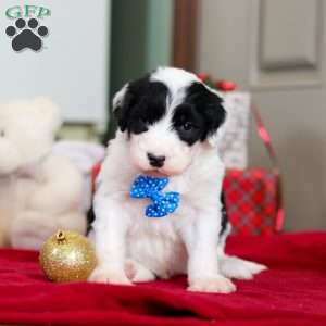 Leo, Sheepadoodle Puppy