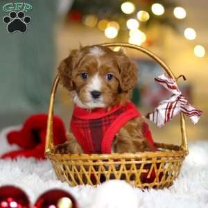 Leo, Cavapoo Puppy