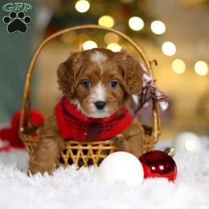 Leo, Cavapoo Puppy