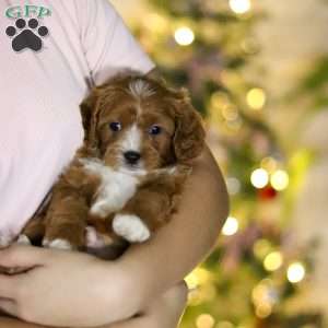 Leo, Cavapoo Puppy