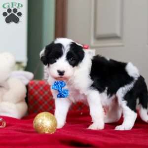Leo, Sheepadoodle Puppy