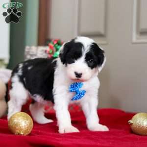 Leo, Sheepadoodle Puppy
