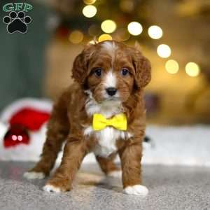 Leo, Cavapoo Puppy