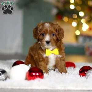Leo, Cavapoo Puppy