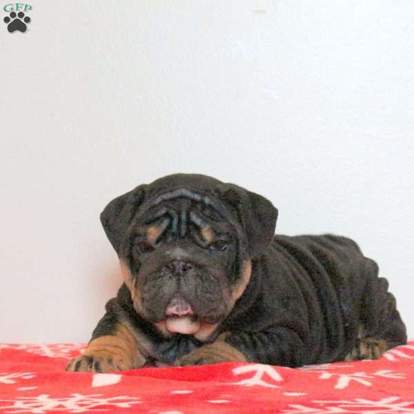 Leo, English Bulldog Puppy