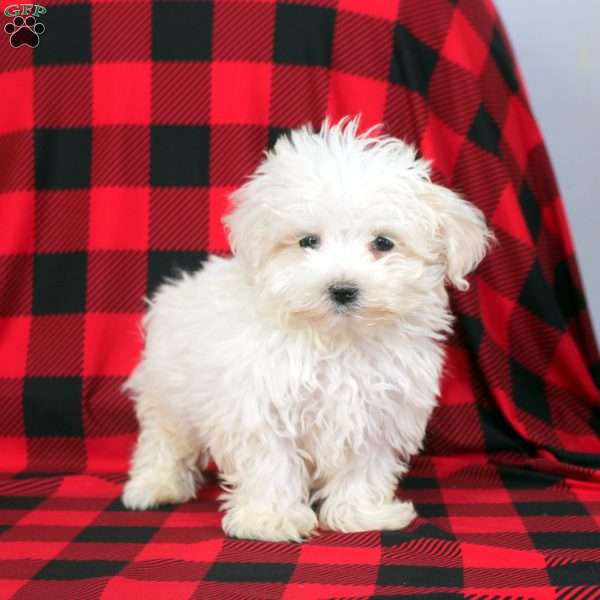 Leo, Maltese Puppy