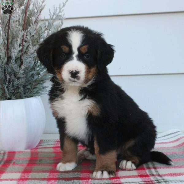 Leo, Bernese Mountain Dog Puppy