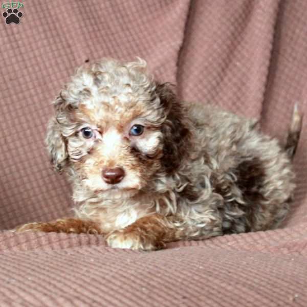 Leo, Mini Goldendoodle Puppy