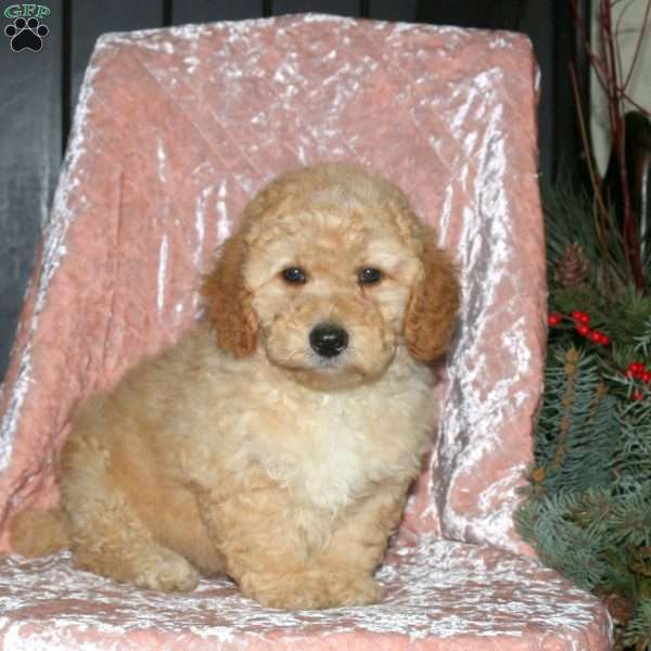 Leo, Miniature Poodle Puppy