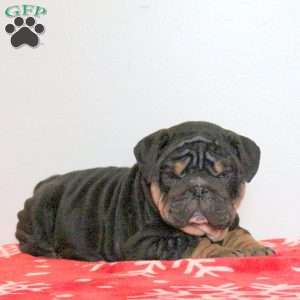 Leo, English Bulldog Puppy