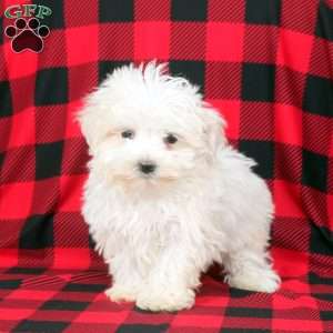 Leo, Maltese Puppy