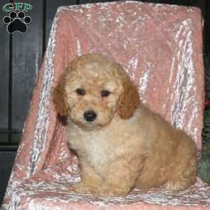 Leo, Miniature Poodle Puppy