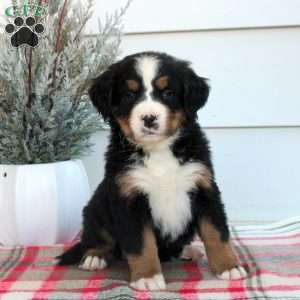 Leo, Bernese Mountain Dog Puppy