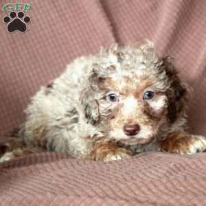 Leo, Mini Goldendoodle Puppy