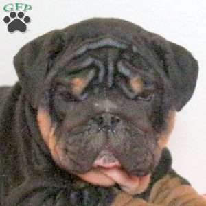 Leo, English Bulldog Puppy