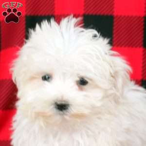 Leo, Maltese Puppy