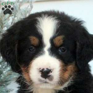 Leo, Bernese Mountain Dog Puppy