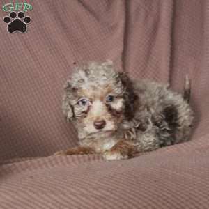 Leo, Mini Goldendoodle Puppy