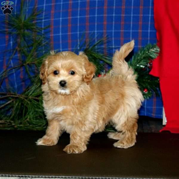 Leo, Maltipoo Puppy