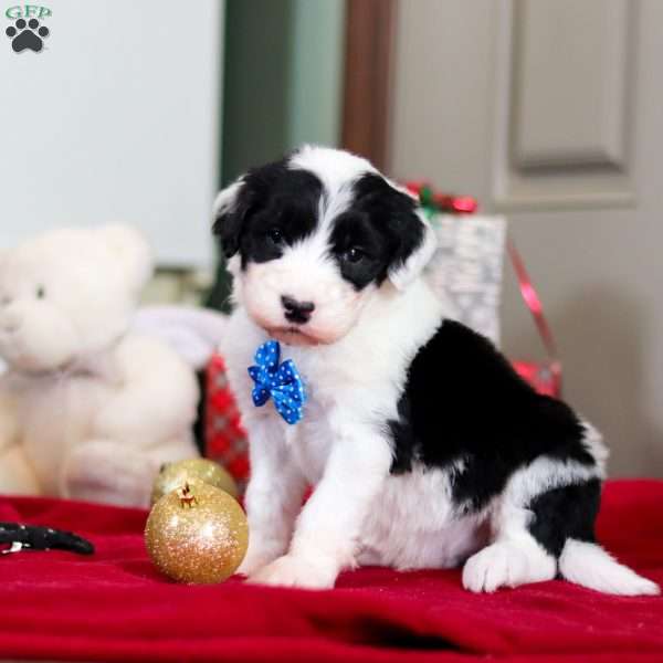 Leo, Sheepadoodle Puppy