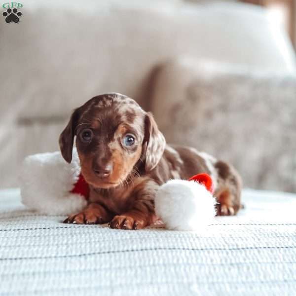 Leo, Dachshund Puppy