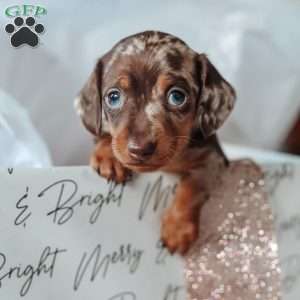 Leo, Dachshund Puppy