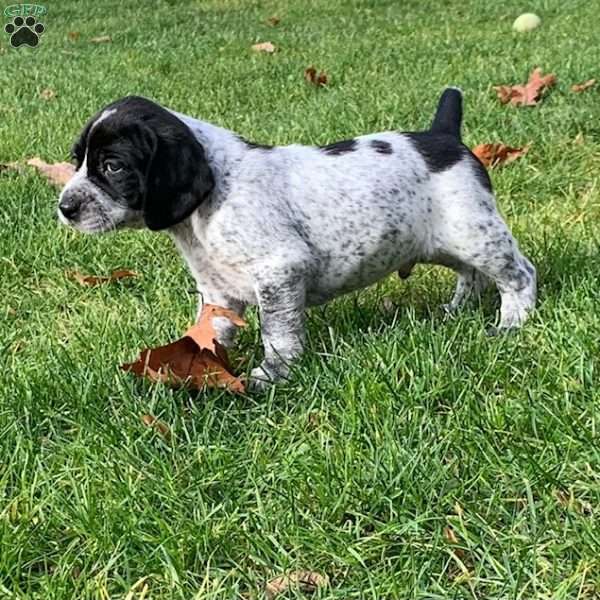 Leo, Beagle Mix Puppy