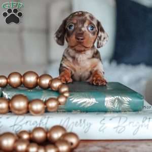 Leo, Dachshund Puppy