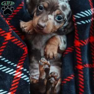 Leo, Dachshund Puppy