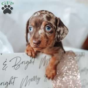 Leo, Dachshund Puppy