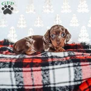 Leo, Dachshund Puppy