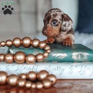 Leo, Dachshund Puppy