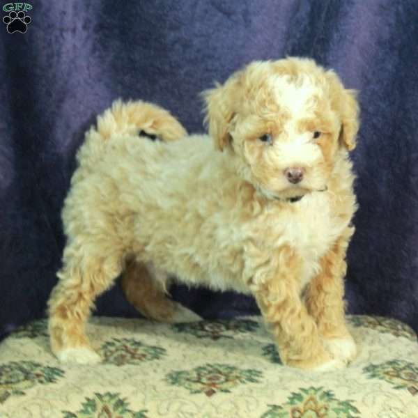 Leon, Miniature Poodle Puppy