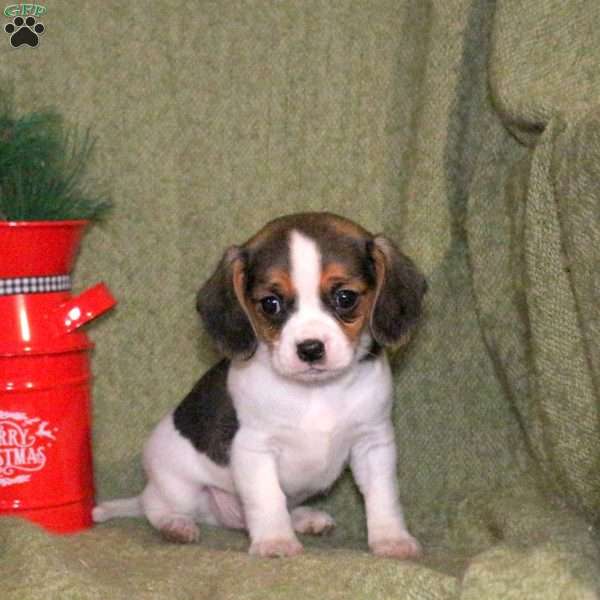 Leon, Cavalier King Charles Mix Puppy