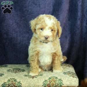 Leon, Miniature Poodle Puppy