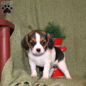 Leon, Cavalier King Charles Mix Puppy
