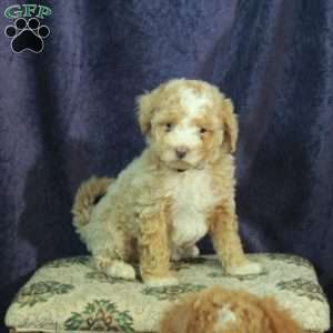 Leon, Miniature Poodle Puppy