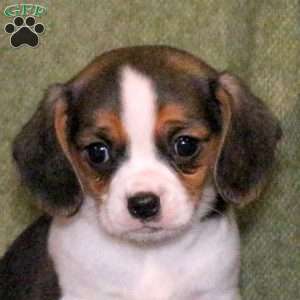 Leon, Cavalier King Charles Mix Puppy