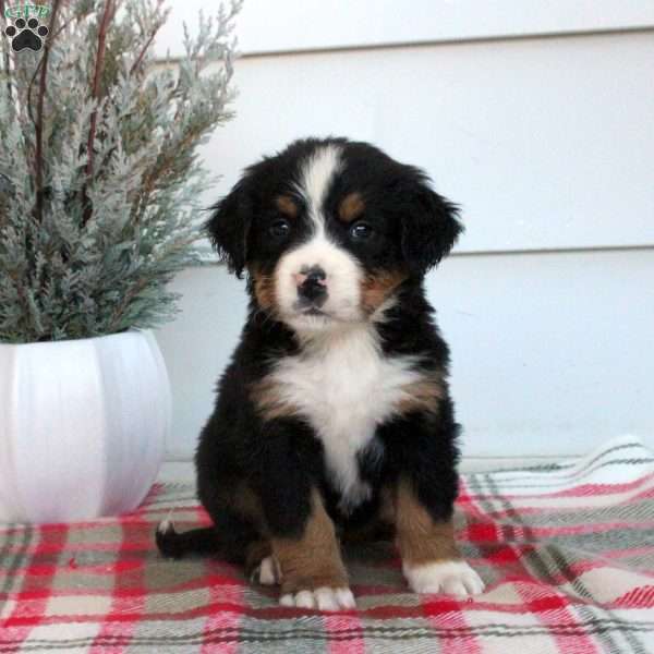 Levi, Bernese Mountain Dog Puppy