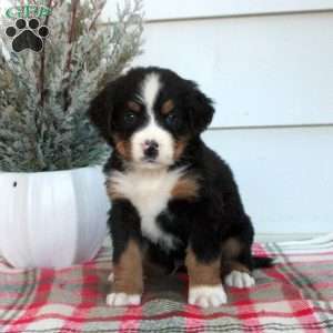 Levi, Bernese Mountain Dog Puppy
