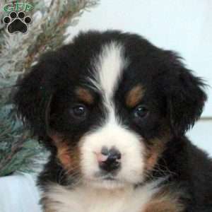 Levi, Bernese Mountain Dog Puppy