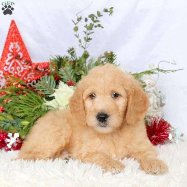 Lewis, Mini Goldendoodle Puppy