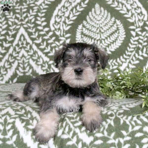 Lewis, Miniature Schnauzer Puppy