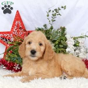 Lewis, Mini Goldendoodle Puppy
