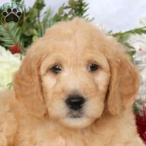 Lewis, Mini Goldendoodle Puppy