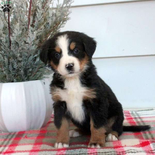 Lexi, Bernese Mountain Dog Puppy
