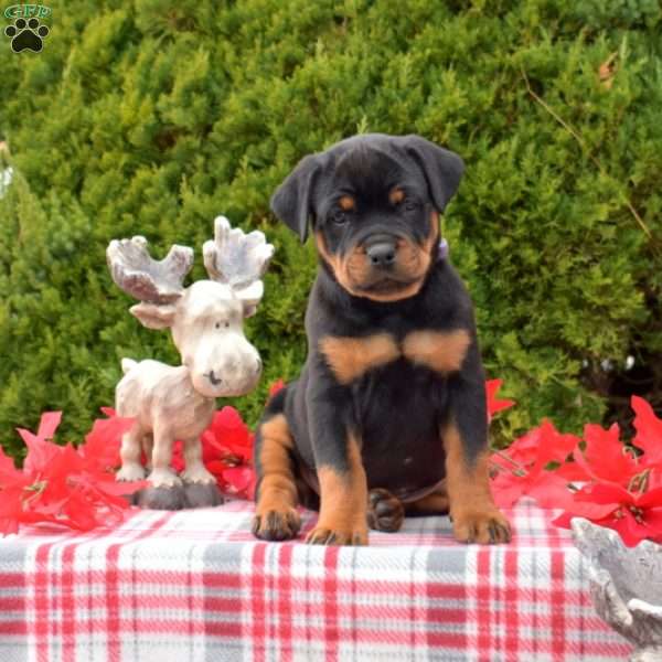 Lexi, Rottweiler Puppy