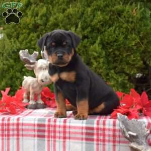 Lexi, Rottweiler Puppy