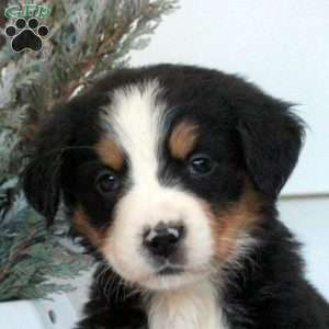 Lexi, Bernese Mountain Dog Puppy
